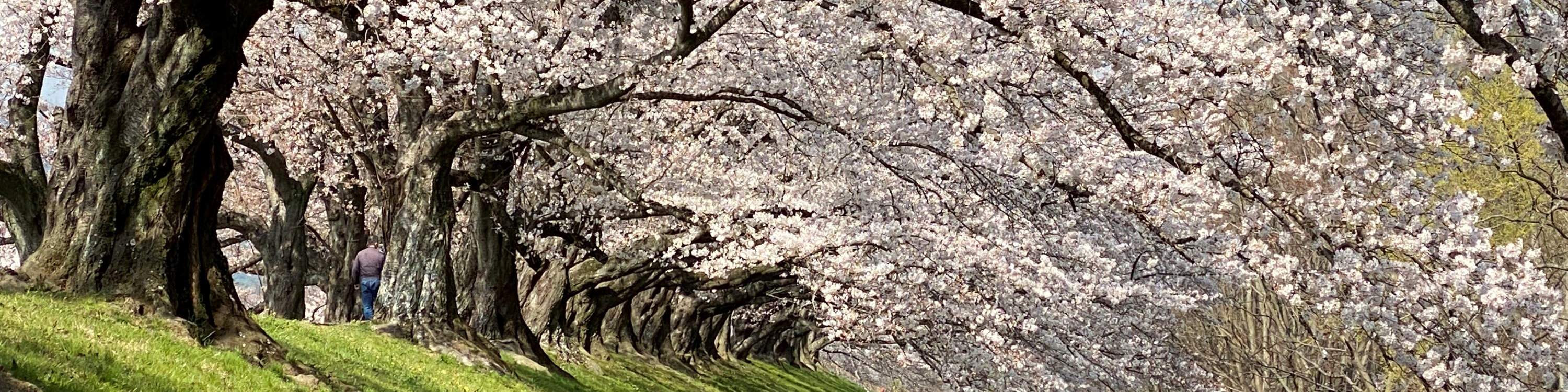 Limited time only Yodogawa Backwari Bank Cherry Blossom